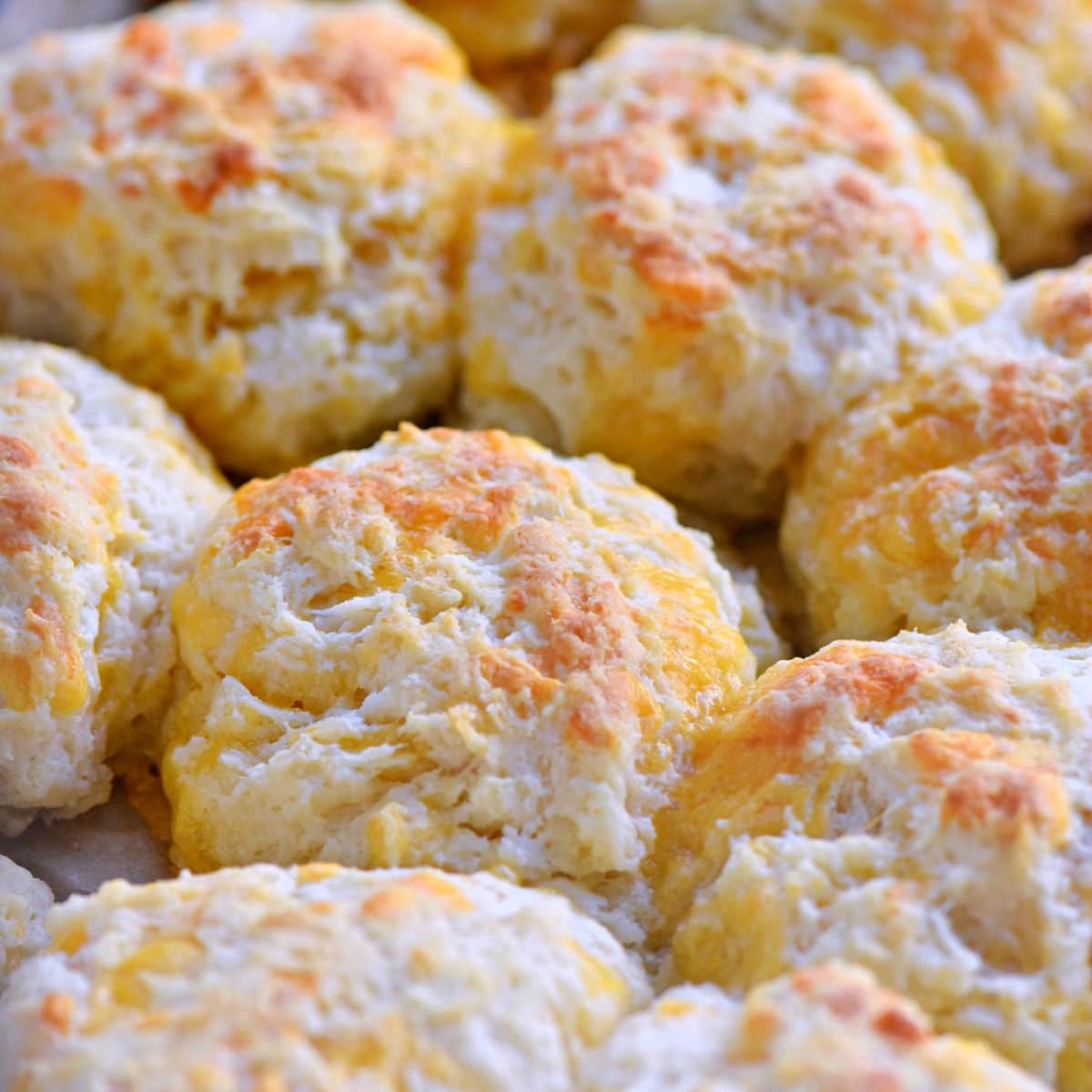 Red Lobster Cheddar Bay Biscuit Mix is back! We will be serving at  Thanksgiving (and many other meals) : r/Costco